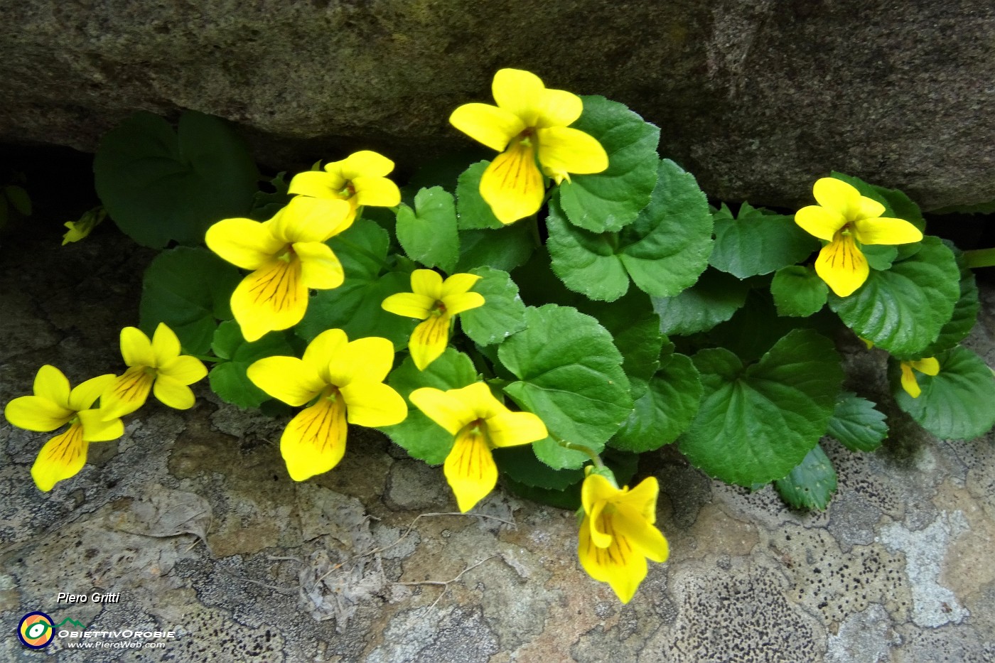 85 Viola due fiori (Viola biflora) nell'anfratto della roccia.JPG